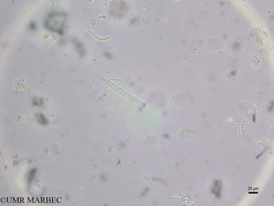 phyto/Brazilian_Nordeste/FernandodeNoronha_station40/ABRACOS2 April 2017/Synedra sp5 (st44_inf_Diatomee38170921_004_ovl)(copy)_thumb.jpg